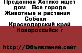 Преданная Хатико ищет дом - Все города Животные и растения » Собаки   . Краснодарский край,Новороссийск г.